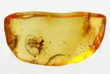 Detailed Fossil Wasp and Dark-Winged Fungus Gnat in Baltic Amber #343275-1
